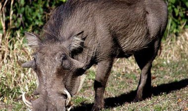 जंगली सुअर के हमले में आधा दर्जन किसान जख्मी, तीन की हालत गंभीर, भयजदा है ग्रामीण