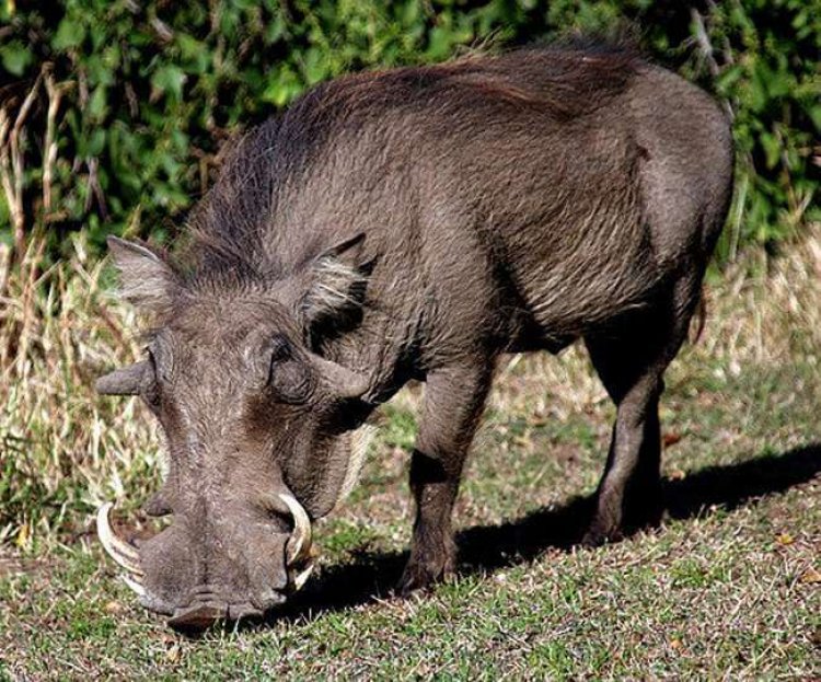 जंगली सुअर के हमले में आधा दर्जन किसान जख्मी, तीन की हालत गंभीर, भयजदा है ग्रामीण