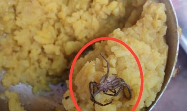 मेढ़क के बाद अब खिचड़ी में मिली मरी हुई मकड़ी