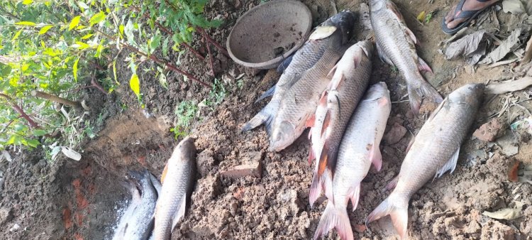 तालाब में चुना के जगह नप के मजदूरों डाला ब्लीचिंग पाउडर, मर गई सैकड़ो मछलियां