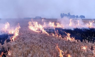पराली जलाने वालों पर विभाग सख्त, तीन वर्षाे तक कृषि एवं कृषि से संबंध विभाग से नहीं ले पाएंगे लाभ
