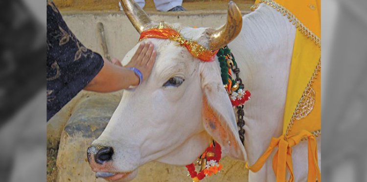 गाय को राजमाता घोषित करने वाला यह है प्रदेश