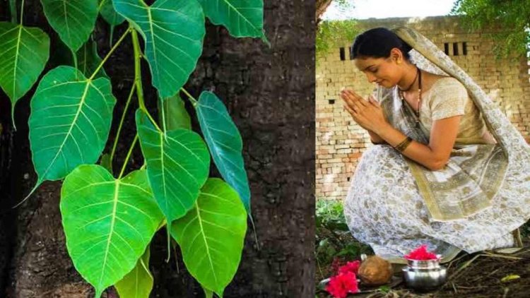 शनिवार को पीपल के पेड़ की इस तरह करें पूजा,शनि दोष और अन्य ग्रह दोष होंगे शांत