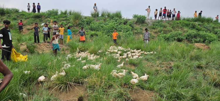मानवता शर्मसार :  नावानगर में मुर्गा लदी पिकअप पलटने के बाद जख्मी चालक और खलासी को बचाने के बजाए मुर्गा लूट भाग निकले ग्रामीण