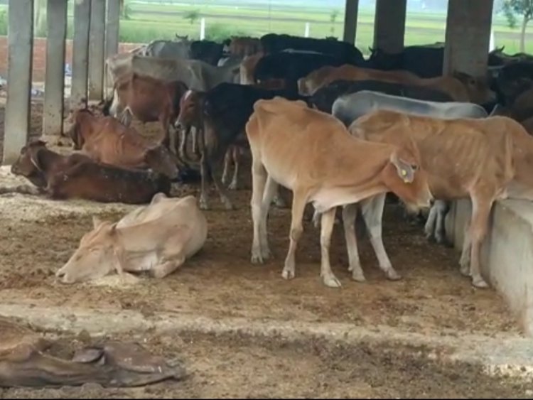 गौशाला में रखी गईं 81 बेसहारा गायें, बजट और व्यवस्था पर उठे सवाल