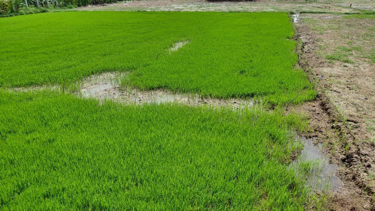 बारिश नहीं होने से केसठ में प्रभावित हो रही है धान की रोपनी, किसान मायूस