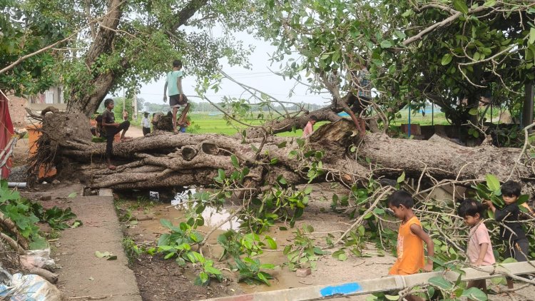 मुख्य सड़क पर पेड़ गिरने से चंदा गांव में जनजीवन अस्त-व्यस्त, बिजली आपूर्ति भी ठप