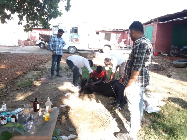 ग्रामीण इलाकों में लम्पी रोग का प्रकोप, मवेशियों के लिए बना जानलेवा, पशु चिकित्सकों ने दी बचाव की सलाह