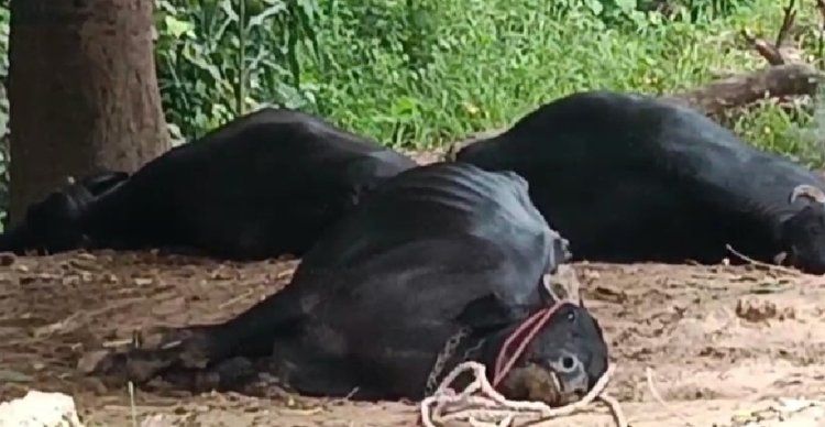 सर्पदंश से तीन भैंसों की मौत, किसान पर टूटा आर्थिक संकट