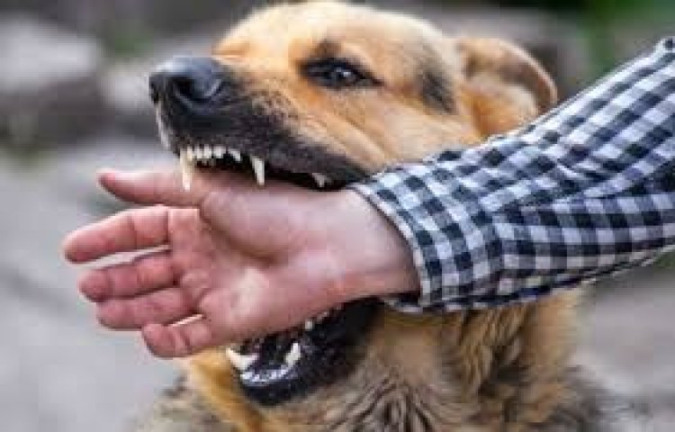 गांव में पागल कुत्ते ने मचाया आतंक, 8 लोगों को काट किया जख्मी