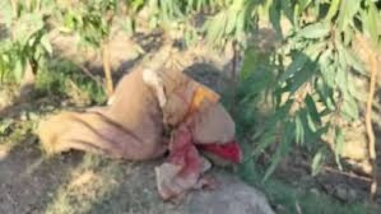 मचा हडकंप: चार दिन से गायब युवती की बोरे में मिली लाश