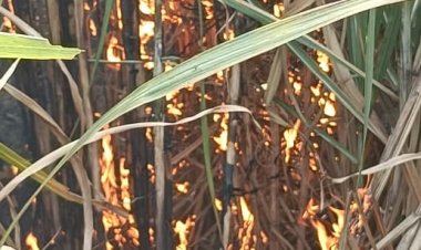 चिंगारी बनी शोला, एक बीघे में लगी गन्ना की फसल खाक