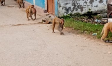 बंदरों के आतंक से दहशत में डुमरांववासी, हरिजी के हाता में दिन-भर चलता है “वानर दरबार”