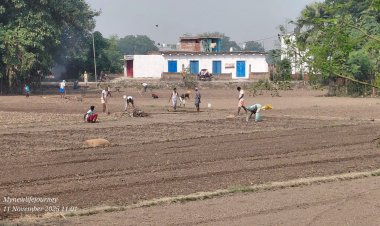 केसठ में धान की कटाई के साथ ही आलू की बुवाई में जुटे किसान