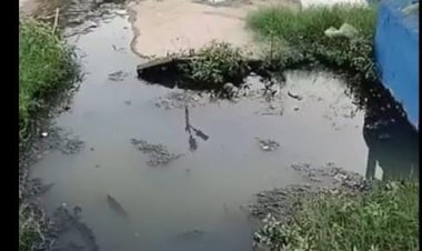 लापरवाही: वार्ड 18 में एक साल से अधिक समय से नहीं हुई है नाली की सफाई