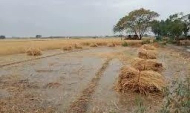 बारिश में हुए फसल नुकसान के मुआवजे की होने लगी मांग