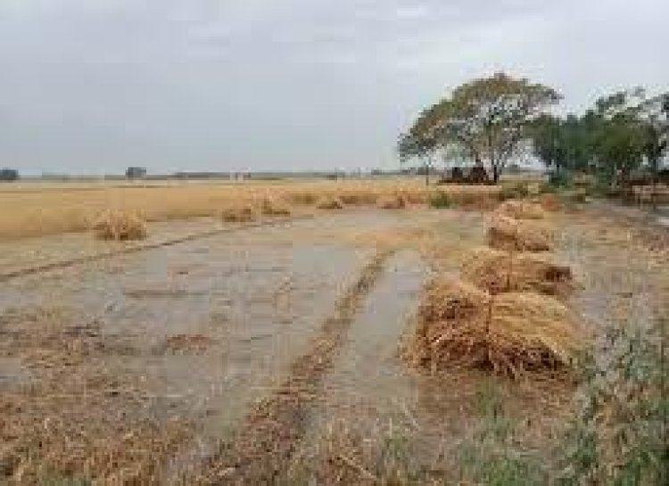 बारिश में हुए फसल नुकसान के मुआवजे की होने लगी मांग