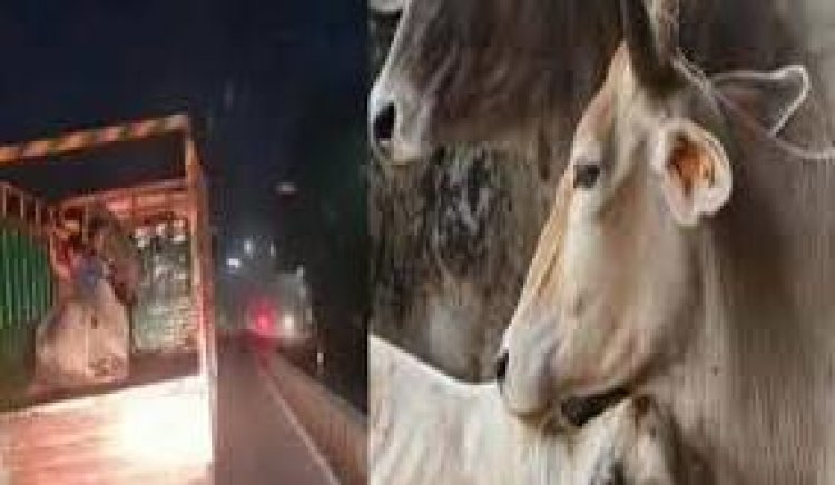 तिलक राय के हाता पुलिस ने तोड़ी गौ तस्करों की कमर, पिकअप से 5 मवेशी मुक्त