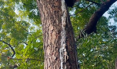 नीम से टपकता ‘रहस्य’ : आस्था, कौतूहल और विज्ञान के बीच डुमरी गांव