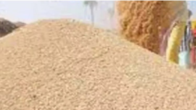 सीएमआर भुगतान में देरी से पैक्स पर संकट, धान अधिप्राप्ति लक्ष्य पर मंडराया खतरा