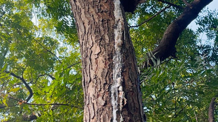 नीम से टपकता ‘रहस्य’ : आस्था, कौतूहल और विज्ञान के बीच डुमरी गांव