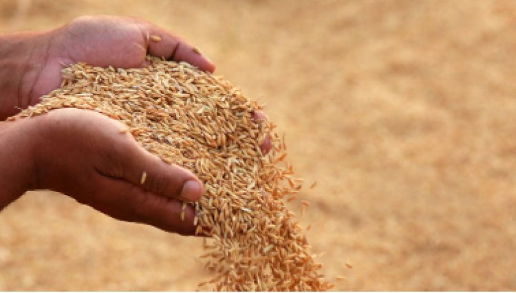 धान अधिप्राप्ति की सुस्त रफ्तार पर डीडीसी सख्त, लापरवाह अधिकारियों से मांगा स्पष्टीकरण