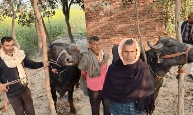 पुलिस की मुस्तैदी से घंटेभर में बरामद हुई चोरी गई दो भैंस