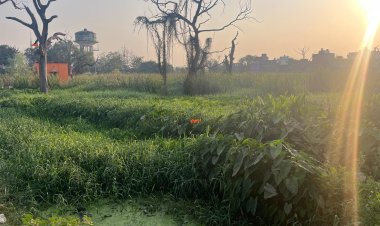 डुमरांव में जलजमाव से किसान परेशान, खिरौली की 100 एकड़ जमीन सालभर रहती है डूबी