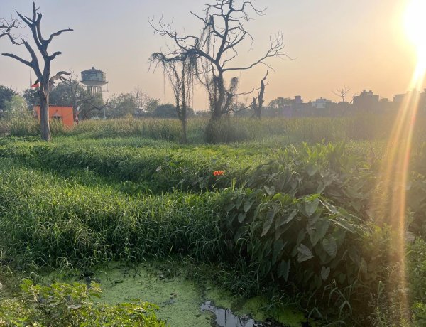 डुमरांव में जलजमाव से किसान परेशान, खिरौली की 100 एकड़ जमीन सालभर रहती है डूबी