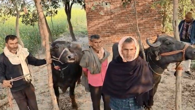 पुलिस की मुस्तैदी से घंटेभर में बरामद हुई चोरी गई दो भैंस