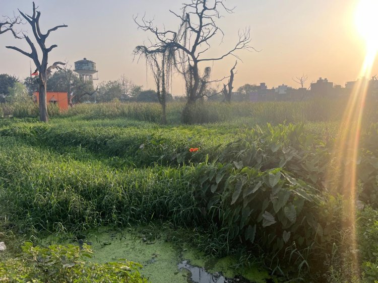 डुमरांव में जलजमाव से किसान परेशान, खिरौली की 100 एकड़ जमीन सालभर रहती है डूबी
