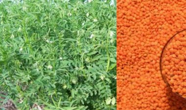 मसूर की वैज्ञानिक खेती से बढ़ेगी पैदावार, किसानों को दी गई तकनीकी जानकारी