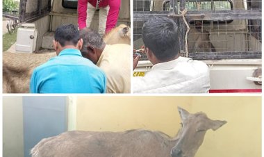 घंटों की मशक्कत के बाद शौचालय से निकली घायल नीलगाय, ग्रामीणों ने ली राहत की सांस