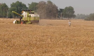 केसठ में रबी फसल तैयार, कटाई में जुटे किसान, खेतों में पहुंचने लगे हार्वेस्टर