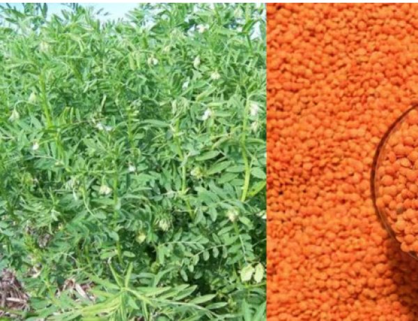 मसूर की वैज्ञानिक खेती से बढ़ेगी पैदावार, किसानों को दी गई तकनीकी जानकारी