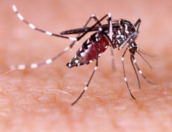 डुमरांव में मच्छरों का बढ़ा प्रकोप, फॉगिंग नहीं होने से लोग परेशान