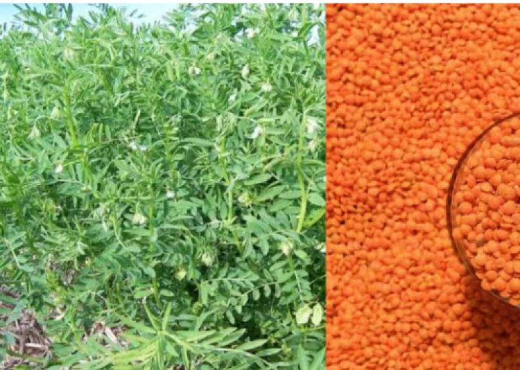 मसूर की वैज्ञानिक खेती से बढ़ेगी पैदावार, किसानों को दी गई तकनीकी जानकारी