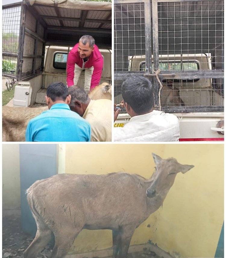 घंटों की मशक्कत के बाद शौचालय से निकली घायल नीलगाय, ग्रामीणों ने ली राहत की सांस