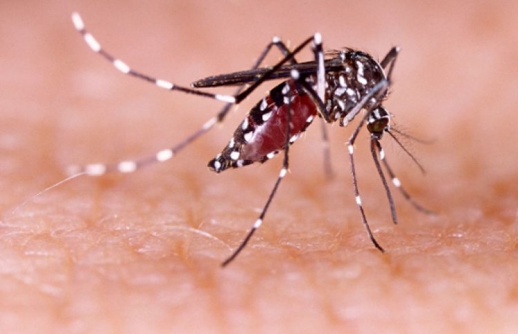 डुमरांव में मच्छरों का बढ़ा प्रकोप, फॉगिंग नहीं होने से लोग परेशान