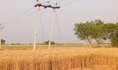 बिजली तारों के पास खड़ी फसलें बनीं खतरा, विभाग ने जारी की चेतावनी