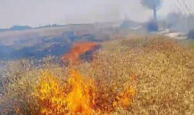 लापरवाही बनी आफत: बीड़ी की चिंगारी से खेतों में लगी आग, फसल खाक