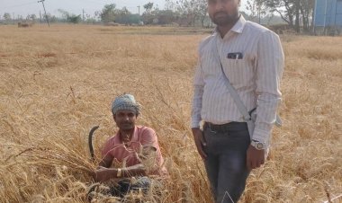 शिवपुर में गेहूं उत्पादन क्षमता का आंकलन, क्रॉप कटिंग संपन्न