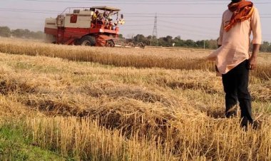 रामपुर पश्चिमी उत्तरी बधार में गेहूं कटाई अंतिम चरण में, किसानों को लागत निकालना मुश्किल
