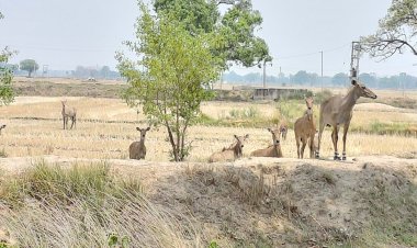 भीषण तपिश से दहका केसठ आग उगलते आसमान से जनजीवन बेहाल,जनजीवन अस्त-व्यस्त