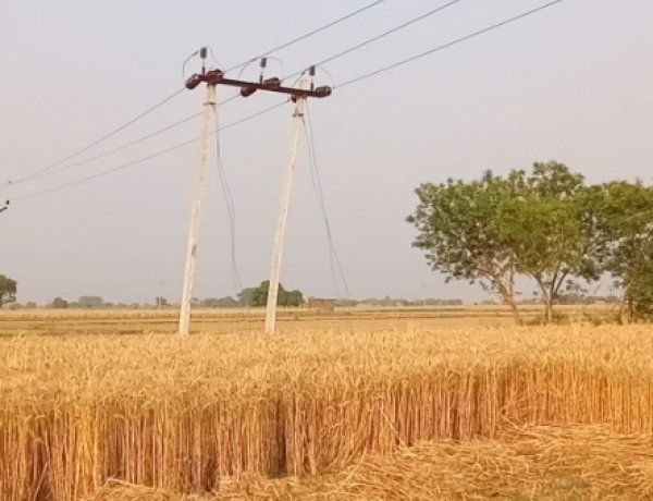 बिजली तारों के पास खड़ी फसलें बनीं खतरा, विभाग ने जारी की चेतावनी