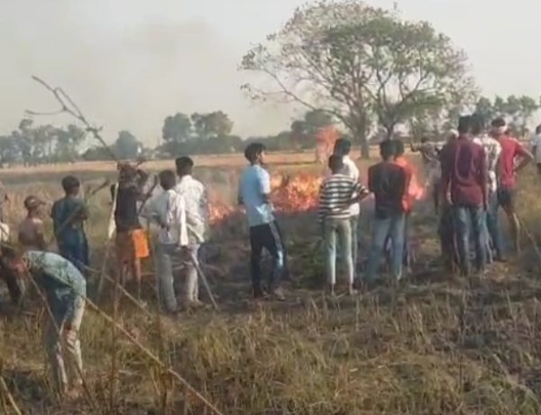 कटनी के बीच लापरवाही पड़ी भारी, तैयार फसल जलने से किसानों को बड़ा नुकसान
