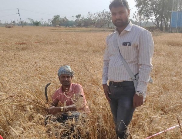 शिवपुर में गेहूं उत्पादन क्षमता का आंकलन, क्रॉप कटिंग संपन्न