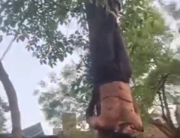भीड़ बनी जल्लाद: चोरी के शक में युवक को पेड़ से उल्टा लटकाकर पीटा, वीडियो से खुला राज