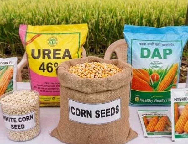 आज से शुरू होगा गरमा मूंग और मक्का बीज का वितरण, इंतजार की घड़िया समाप्त