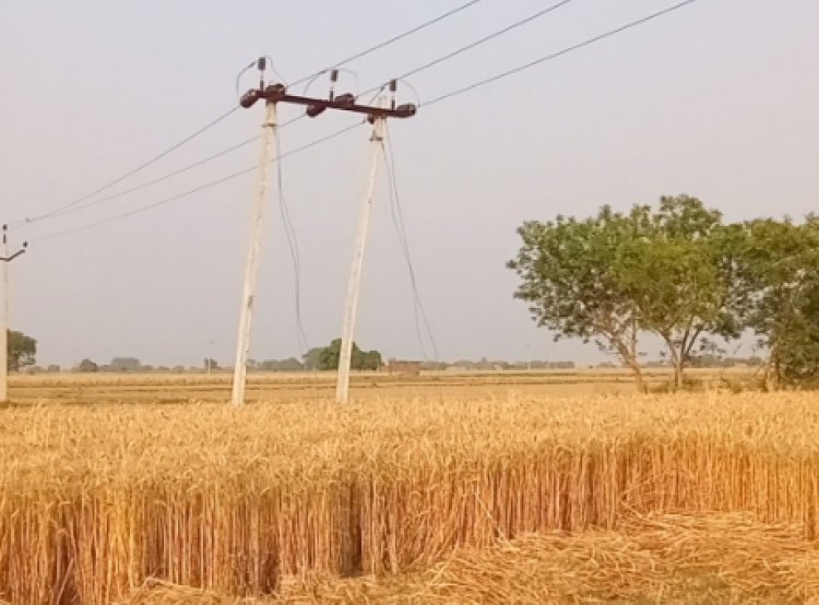 बिजली तारों के पास खड़ी फसलें बनीं खतरा, विभाग ने जारी की चेतावनी